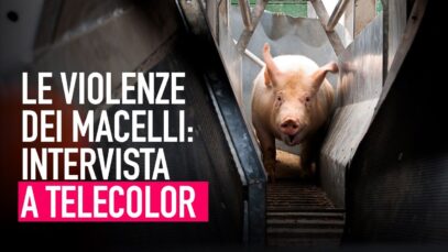 Le violenze dei macelli: la nostra intervista a Telecolor