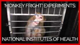 'Monkey Fright' Experiments at the National Institutes of Health: A PETA Investigation