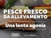 Pesce fresco da allevamento intensivo | Una lenta agonia