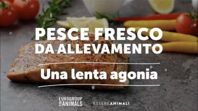 Pesce fresco da allevamento intensivo | Una lenta agonia