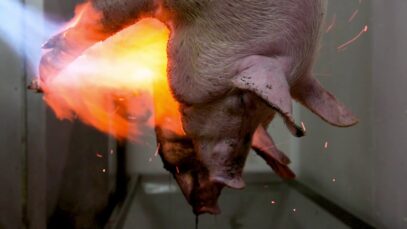 Pig burned alive in slaughterhouse
