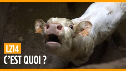 Qu’est-ce que L214 ?