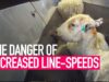 The Danger of Increased Slaughterhouse Line-Speeds
