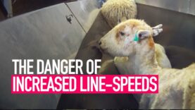 The Danger of Increased Slaughterhouse Line-Speeds
