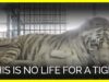 This is No Life for a Tiger