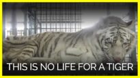 This is No Life for a Tiger