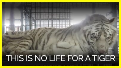 This is No Life for a Tiger