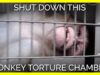 This Lab Has Been a Monkey Torture Chamber for Nearly 60 Years