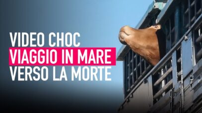 VIDEO CHOC trasporto di animali vivi: viaggio in mare verso la morte