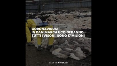 Coronavirus: in Danimarca uccideranno tutti i visoni, sono 17 milioni