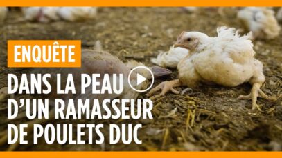 DANS LA PEAU D’UN RAMASSEUR DE POULETS DUC