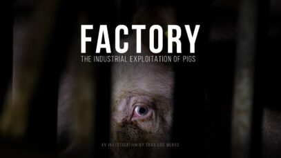 Factory. The industrial exploitation of pigs. / Animal abuse.