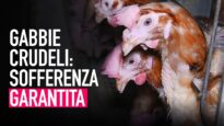 GABBIE CRUDELI: l’orrore negli allevamenti “certificati” di galline ovaiole