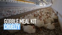 Gobble Meal Kit Cruelty