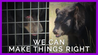 Humans Are Failing Animals, but We Have a Chance to Make It Right