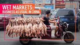 INVESTIGATION: Animal Equality Reveals China’s Wet Markets Continue to Operate