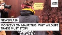 NEWSFLASH: MONKEYS ON MAURITIUS | REPLACE ANIMAL TESTING | ANIMAL RIGHTS