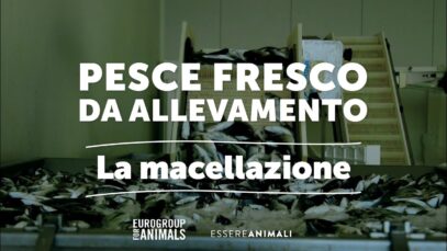 Pesce fresco da allevamento intensivo | La macellazione