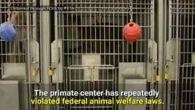 PETA Releases First-Ever Video Footage From Inside University of Washington Primate Center