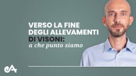 Verso la fine degli allevamenti di visoni: a che punto siamo