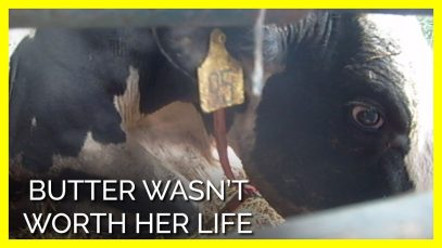 You Won’t Be Able to Stomach Dairy After Seeing This