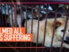A Message from Co-Founder, Jose Valle, About the Dog and Cat Meat Trade