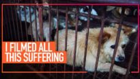 A Message from Co-Founder, Jose Valle, About the Dog and Cat Meat Trade