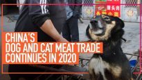 China’s Dog and Cat Meat Trade Continues in 2020