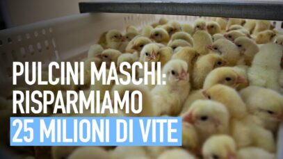 Come risparmiare la sofferenza di 25 milioni di pulcini maschi nell’industria delle uova