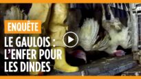 Enquête dans un abattoir de dindes Le Gaulois