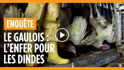 Enquête dans un abattoir de dindes Le Gaulois