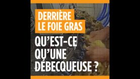 Foie gras : le débecquage des canetons
