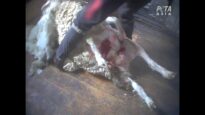 Horrific Footage Reveals Sheep Are Still Being Kicked, Beaten, and Wounded for Wool: A PETA Exposé