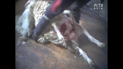 Horrific Footage Reveals Sheep Are Still Being Kicked, Beaten, and Wounded for Wool: A PETA Exposé