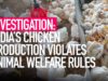 INVESTIGATION: Indian Chicken Production Violates Animal Welfare and Food Safety Standards