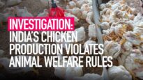 INVESTIGATION: Indian Chicken Production Violates Animal Welfare and Food Safety Standards