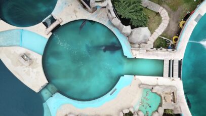 Lone Orca Kshamenk Is Confined to This Tiny Tank
