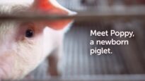 Meet Poppy the Pig