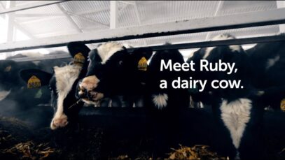 Meet Ruby the Cow