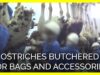 Ostriches Butchered for ‘Luxury’ Bags and Accessories