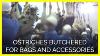 Ostriches Butchered for ‘Luxury’ Bags and Accessories