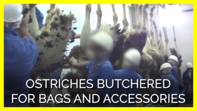 Ostriches Butchered for ‘Luxury’ Bags and Accessories