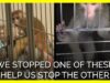 PETA Uncovers More Monkey Terror Experiments at NIMH