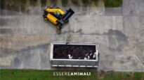 VISONI e COVID-19 l’abbattimento degli animali nell’allevamento di Capralba – Essere Animali