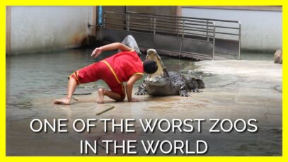 Animals Trapped at This Dilapidated Roadside Zoo Are Being Driven Insane
