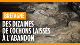 Élevage laissé à l’abandon, tous les cochons sont retrouvés morts