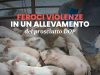 Feroci violenze in un allevamento del Prosciutto DOP – Essere Animali