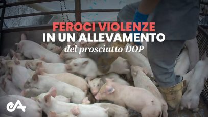 Feroci violenze in un allevamento del Prosciutto DOP – Essere Animali