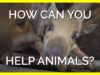 How to Help Animals With the Press of One Button