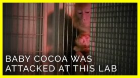The Story of this Baby Monkey Who Was Attacked Will Break Your Heart